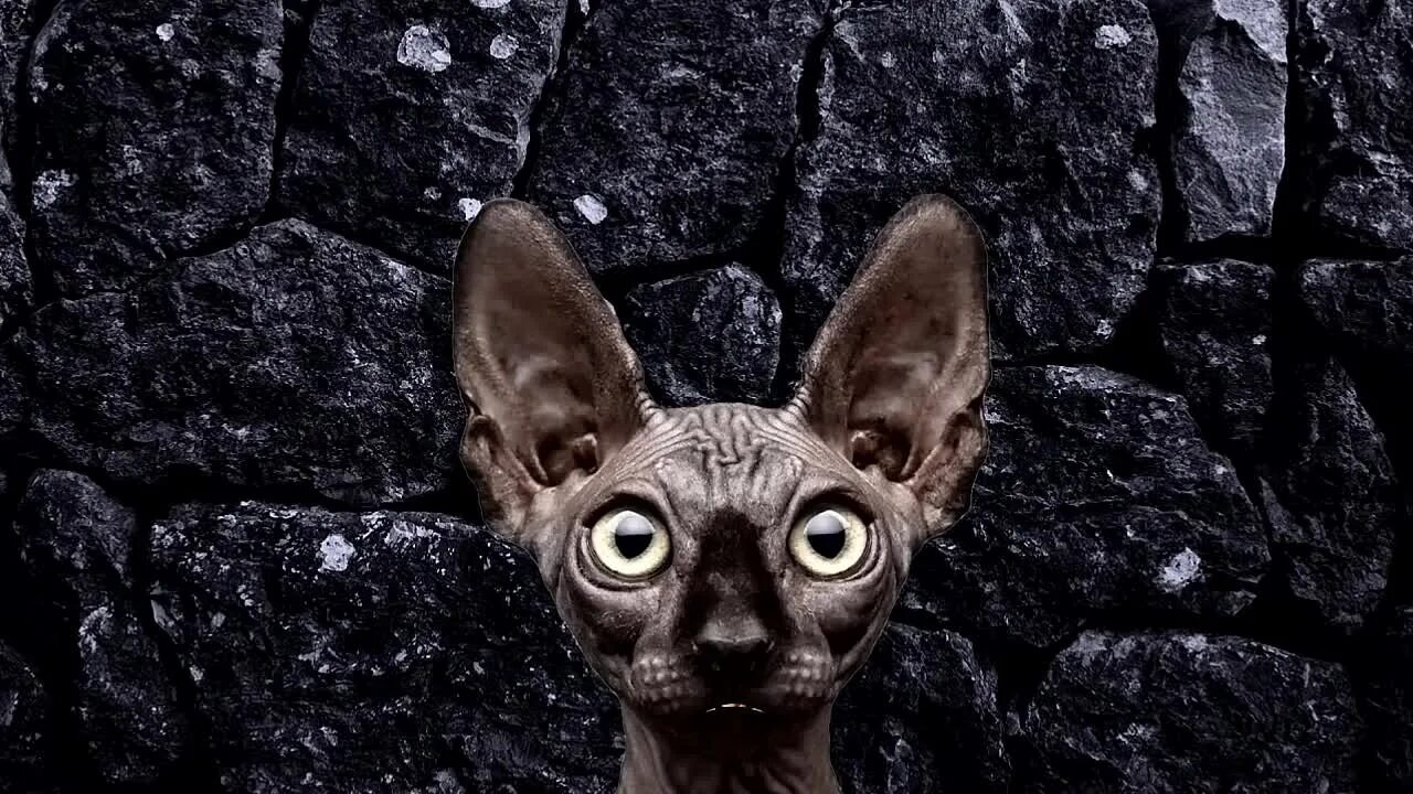 Кот костян последнее. Кот костян. Кот костян сегодня. Кот костян. Кот костян фото автора.