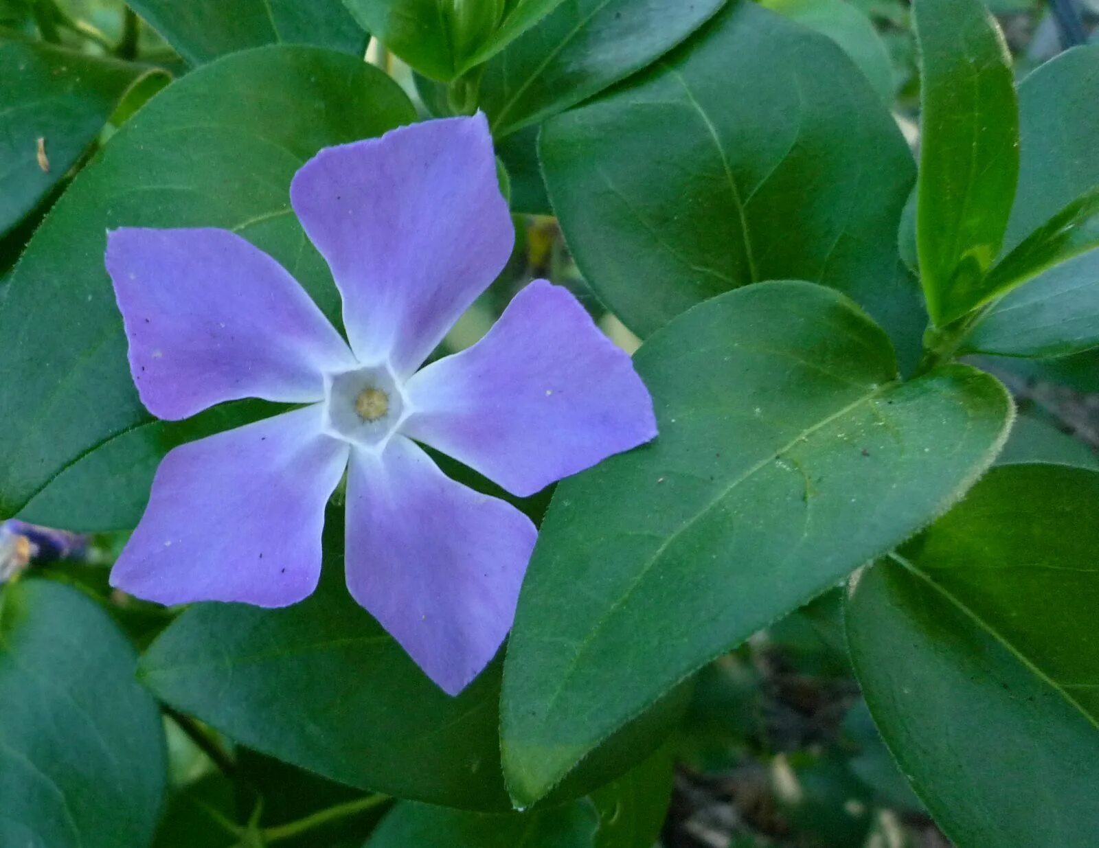 Барвинок большой (Vinca Major). Барвинок малый Aureomarginata. Барвинок maculata. Барвинок Сицилия.