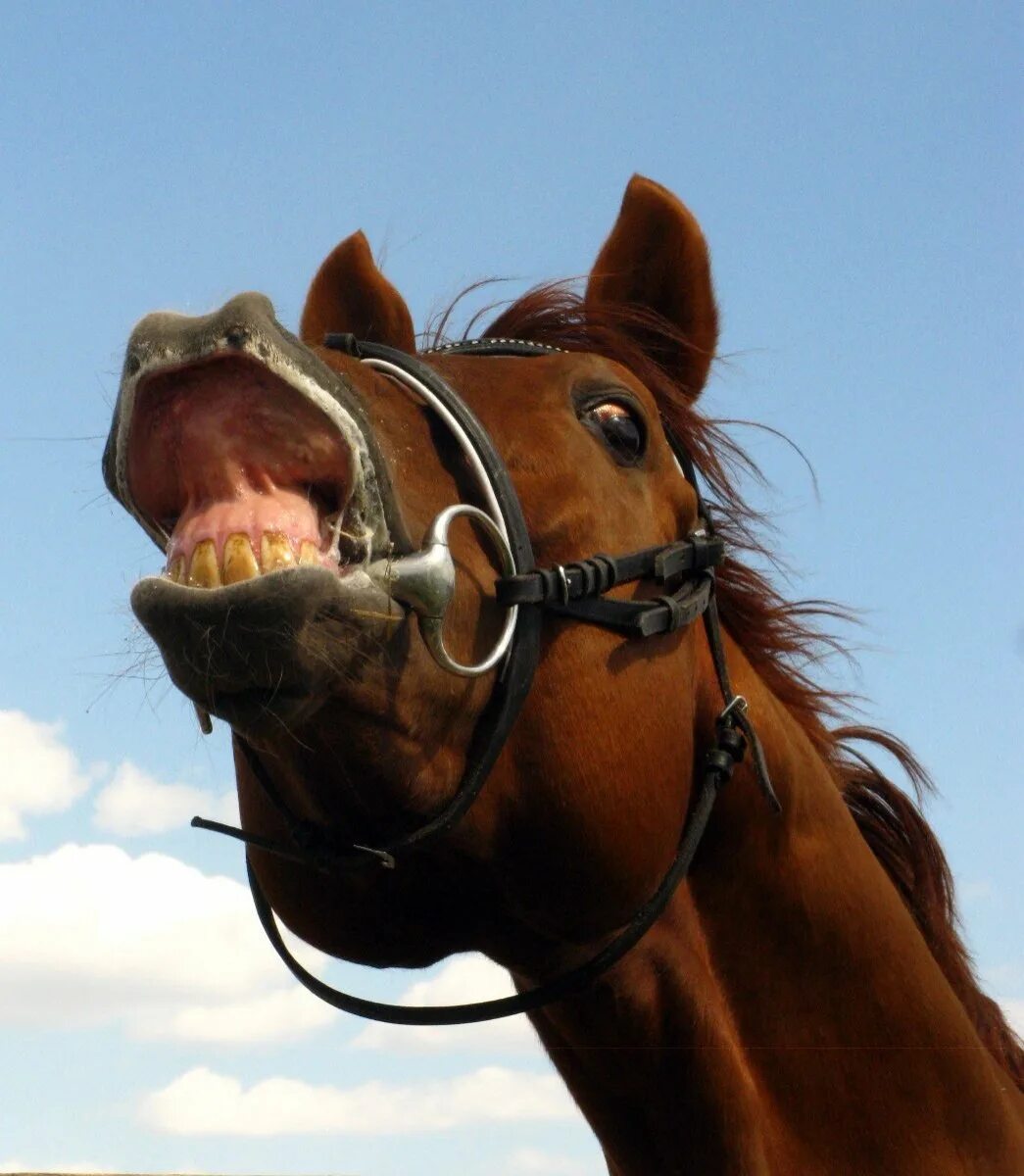 Флемен у лошадей. Улыбка лошади. Лошадь улыбается. Лошадь ржет. Лошадь ржет звук