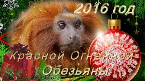 Год обезьяны хороший год