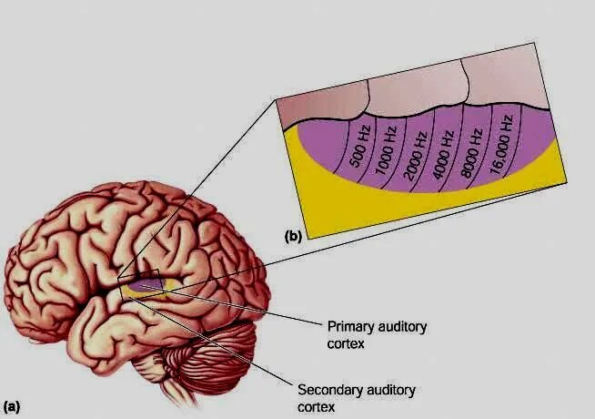 Слуховой центр коры мозга. Слуховой анализатор в коре головного мозга. Слуховая зона коры головного мозга.