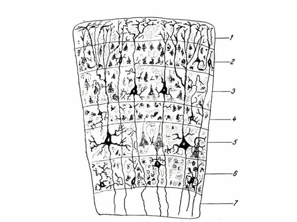 6 слоев жизни. Слои коры больших полушарий гистология. Слои коры головного мозга гистология.