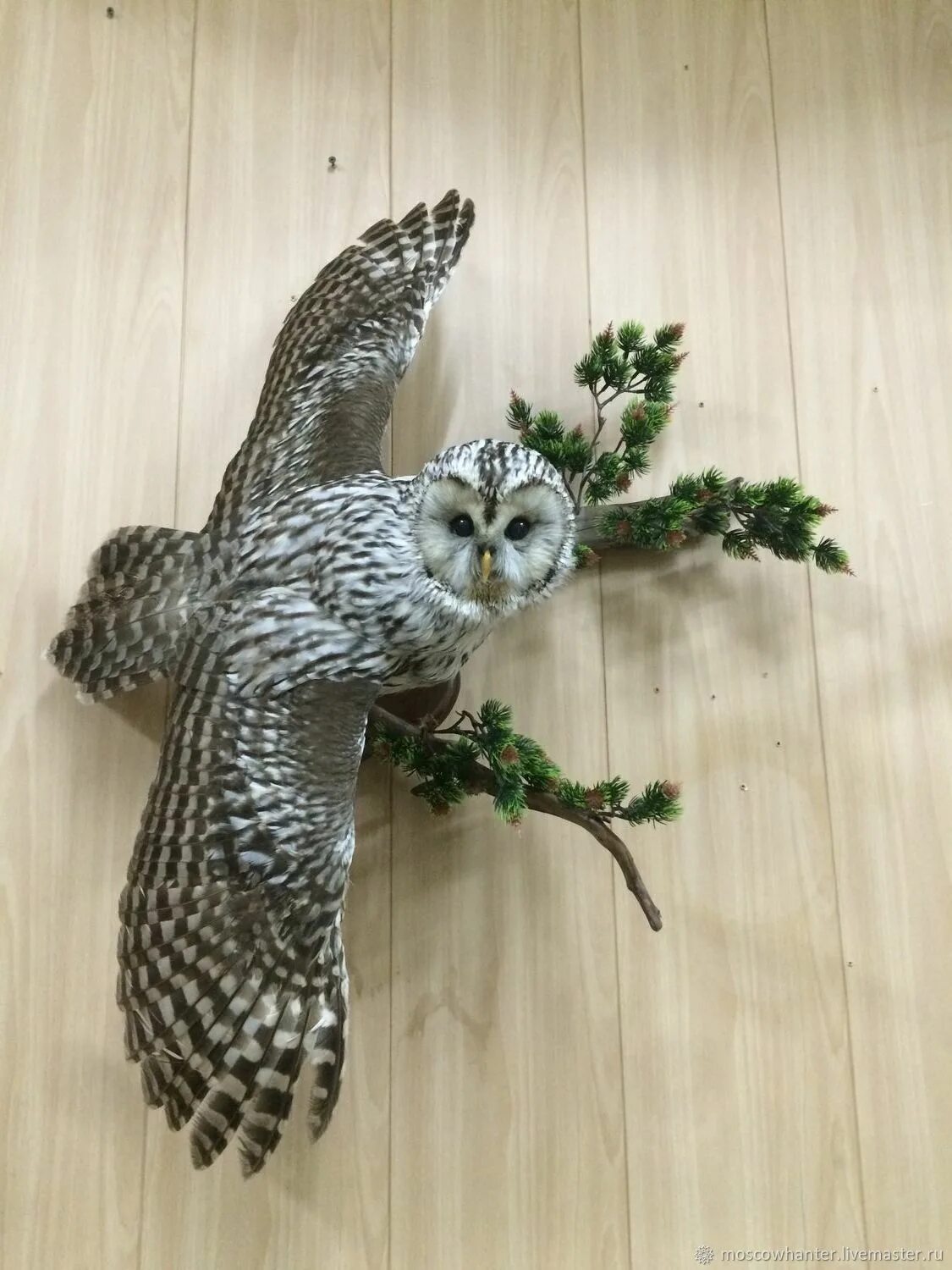 Чучело совы. Ушастая сова чучело. Филин чучело. Чучело совы. Чучело совы купить.