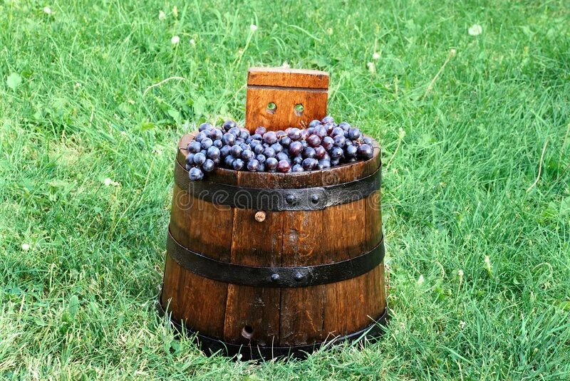 Лев николаевич толстой акула. Якорь бочка. Бочонок над якорем. Бочонок над якорем. Наш корабль стоял на якоре у берегов африки.