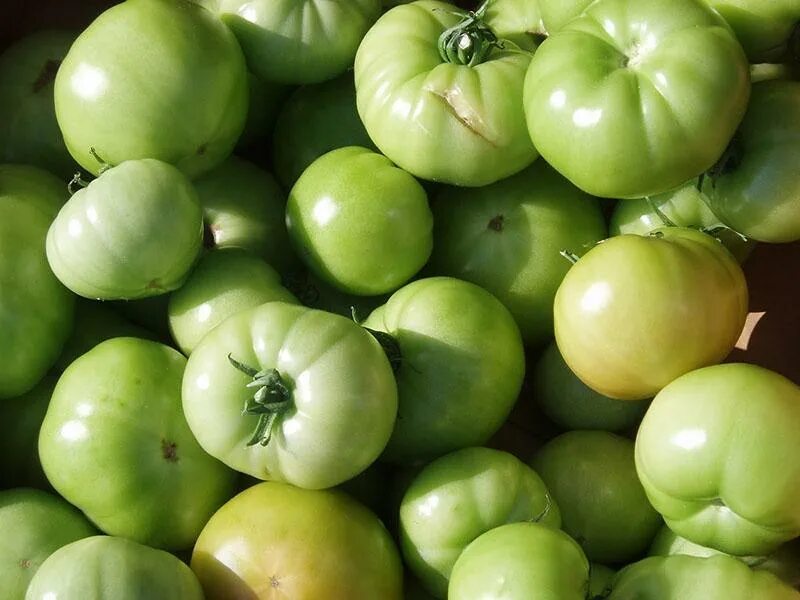 Купить зеленые томаты. Зеленые помидоры. Зеленые томаты. Сорт зеленых помидор. Помидоры зеленого цвета спелые.