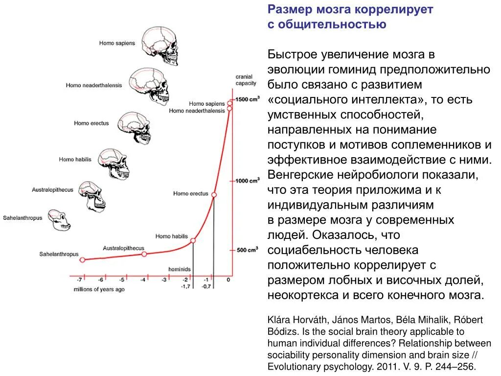 Вызвать изменения мозгу изменения. Средний объем мозга современного человека. Объем мозга в процессе эволюции. Эволюция человека объем мозга. Размер мозга человека Эволюция.