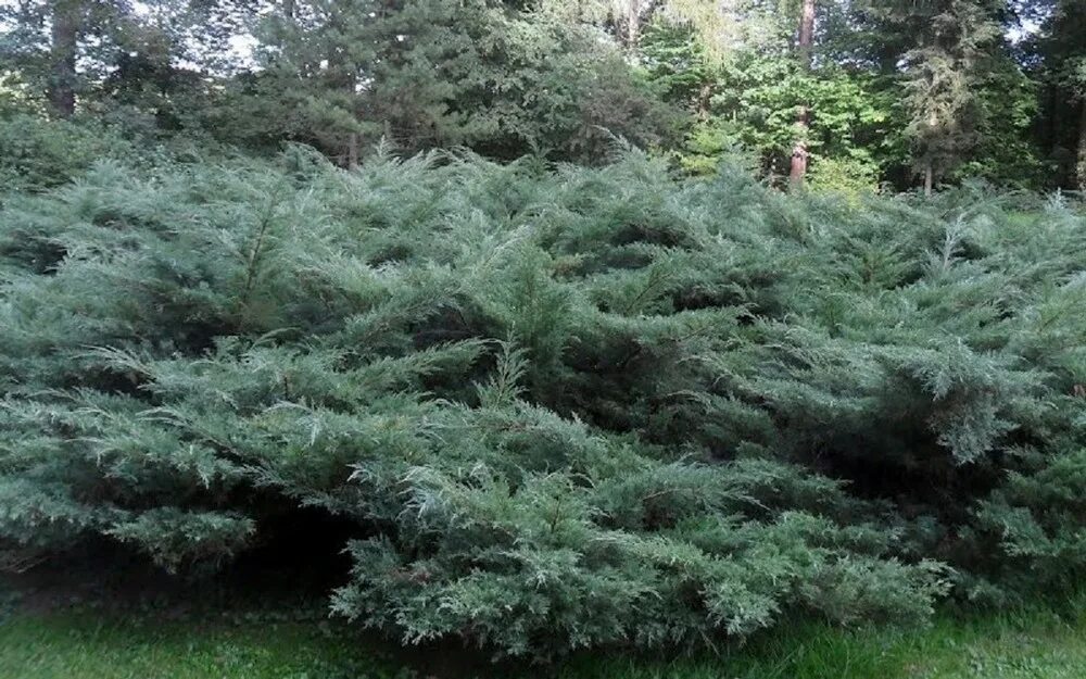 Можжевельник средний Pfitzeriana Glauca - Купить саженцы в Екатеринбурге в интер