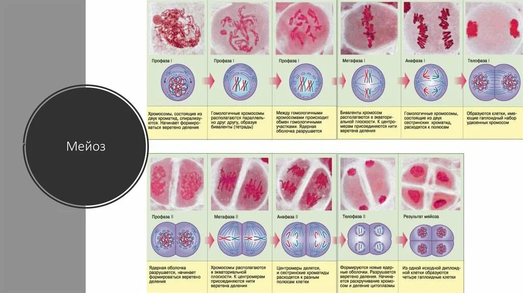 Телофаза мейоза 2. Фазы мейоза микроскоп. Фазы мейоза препараты. Мейоз гистология препараты.