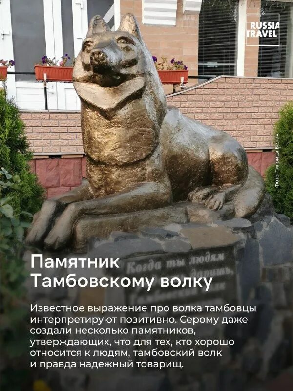 тамбовский волк картинки. волк тебе товарищ. тамбовский волк откуда пошло выражение. выражение тамбовский волк тебе товарищ. тамбовский волк цитаты.