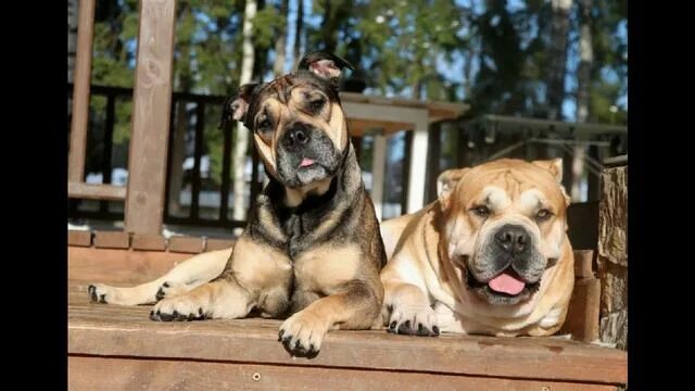 IDEAL DOGS GIV FEKLA GRAFENOVA