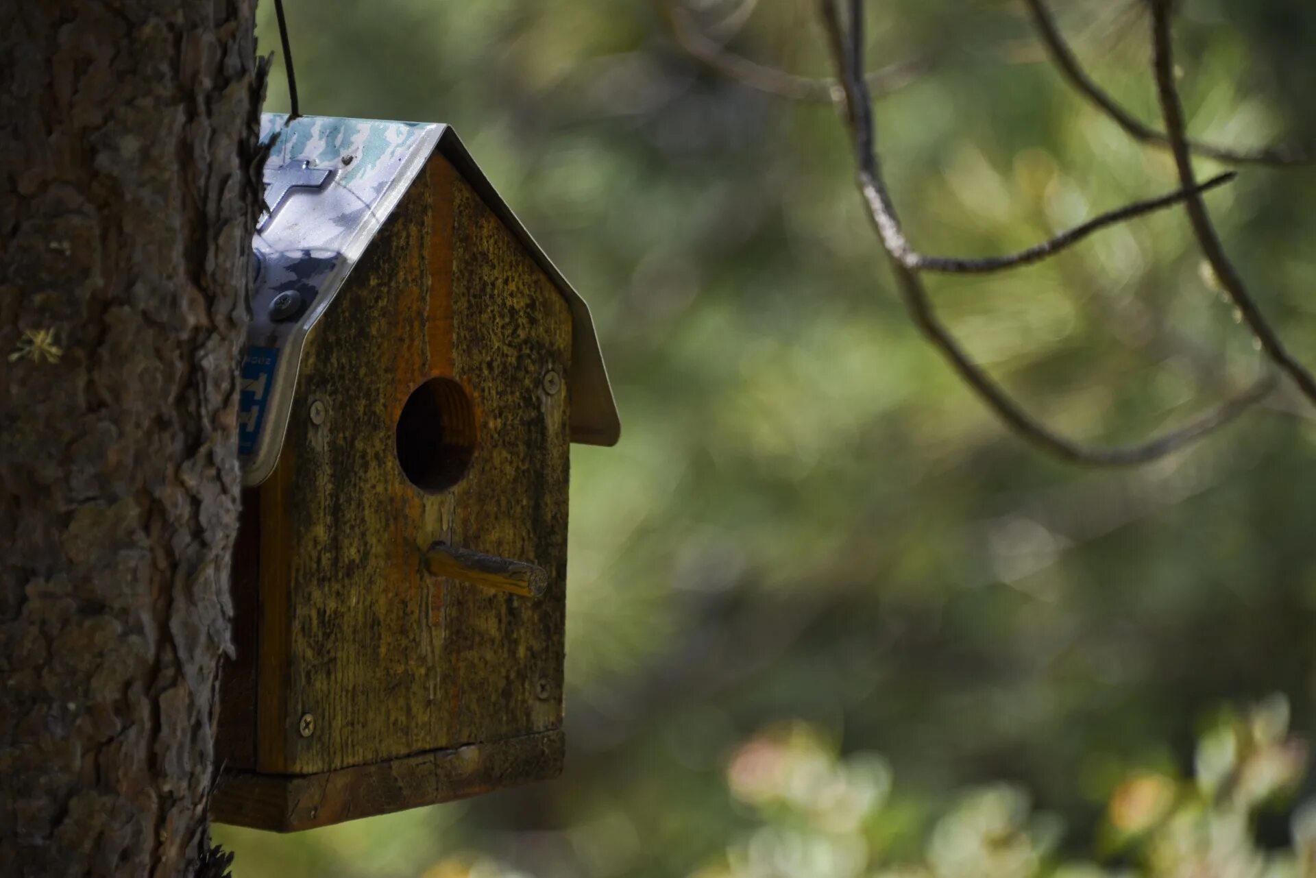 Home bird. Скворечник на дереве. Белый скворечник. Скворечник в Финляндии. Скворечник старый на дереве.