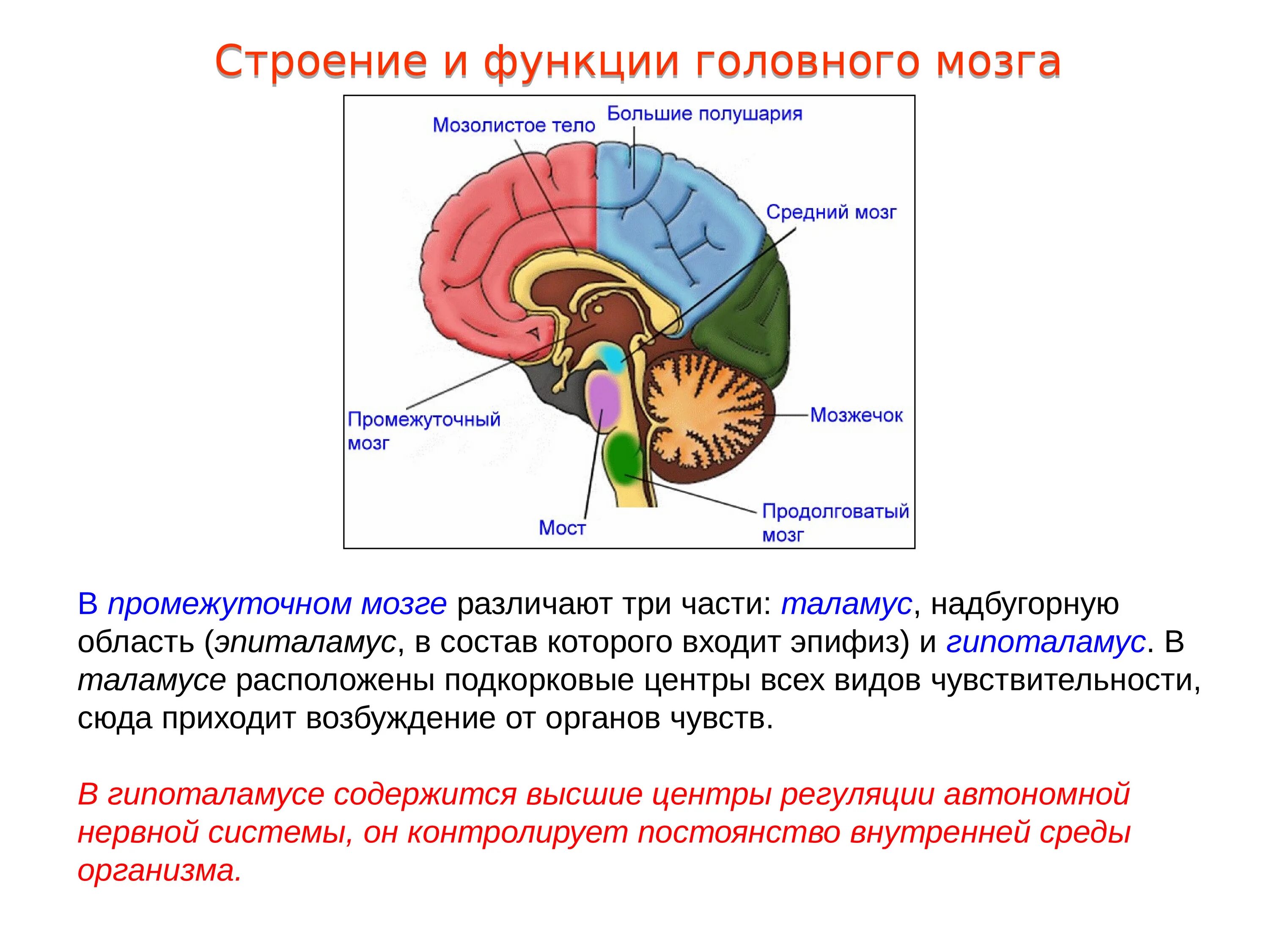 Мост рефлексы. Задний мозг мозжечок строение. Серое вещество заднего мозга мозжечка. Мозжечок строение и функции анатомия. Строение мозжечка в головном мозге.