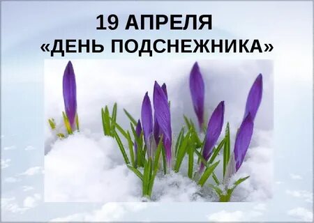 Отчет о проведении дня подснежника
