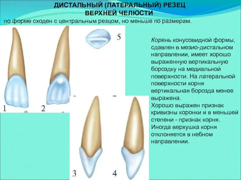 Форма передних резцов