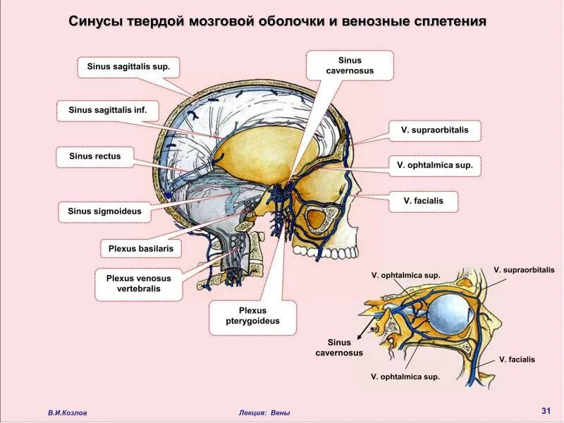 Мозговые венозные синусы. Синусы твердой оболочки мозга. синусы твердой оболочки головного мозга схема. синусы твёрдой мозговой оболочки анатомия. синусы твёрдой мозговой оболочки топографическая.