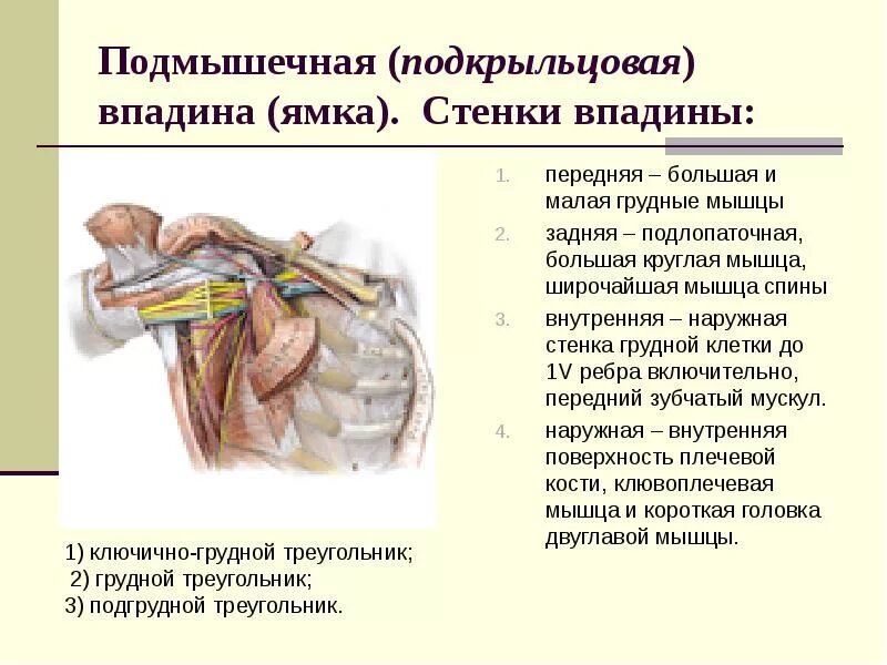 Образования мышц