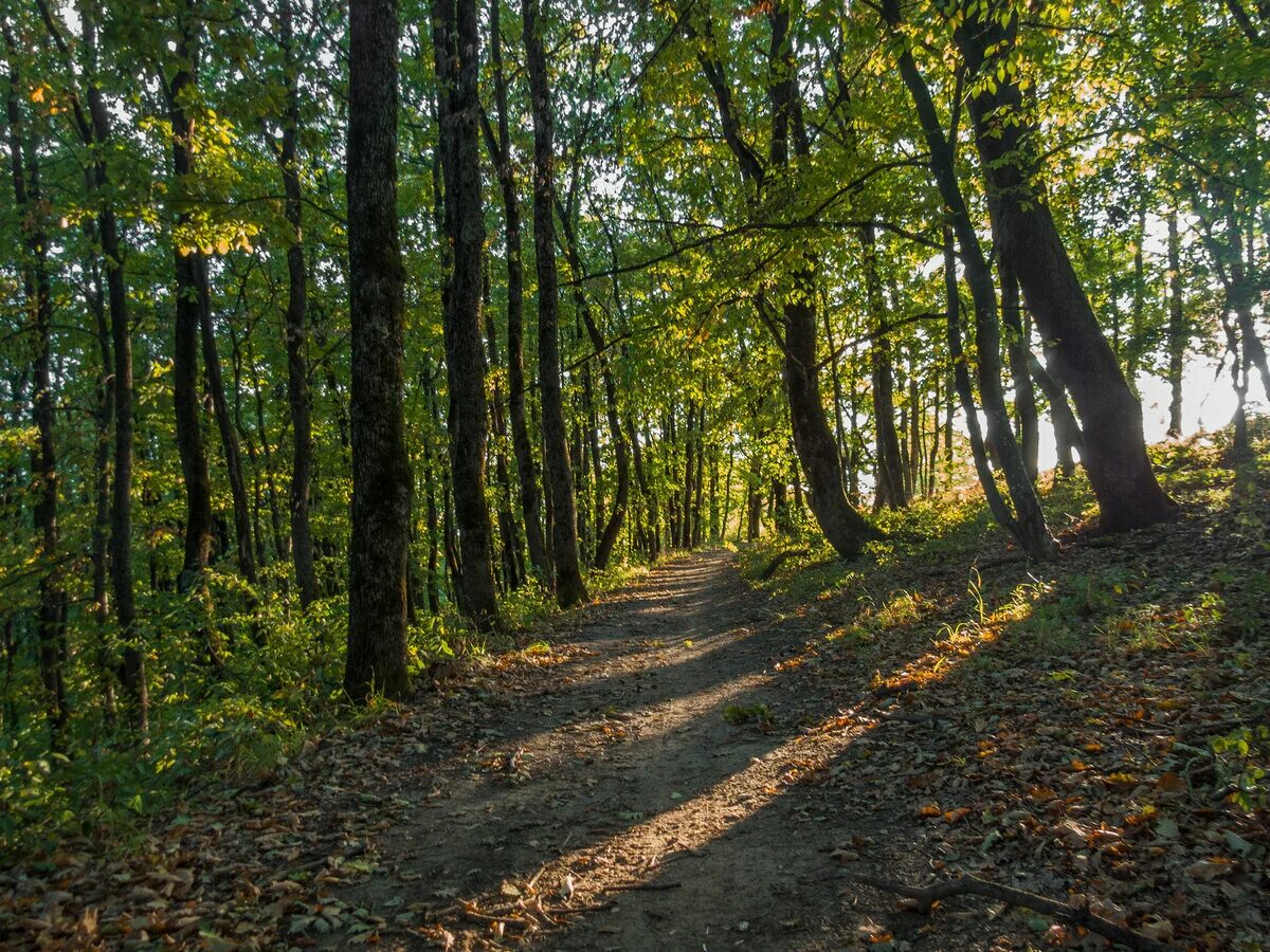 Дерево каштан португалии. Конский каштан обыкновенный цветёт. Природа туапсе горы. Каштановый лес. Каштановый лес.
