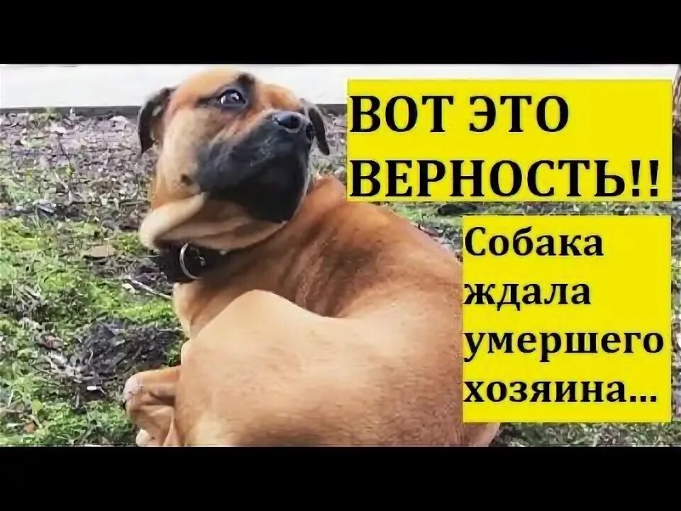 Верность и преданность собаки. Верность собаки хозяину. верность собаки. преданность собаки хозяину.