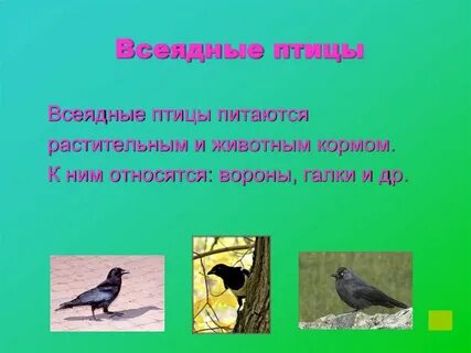 Ворона всеядное животное