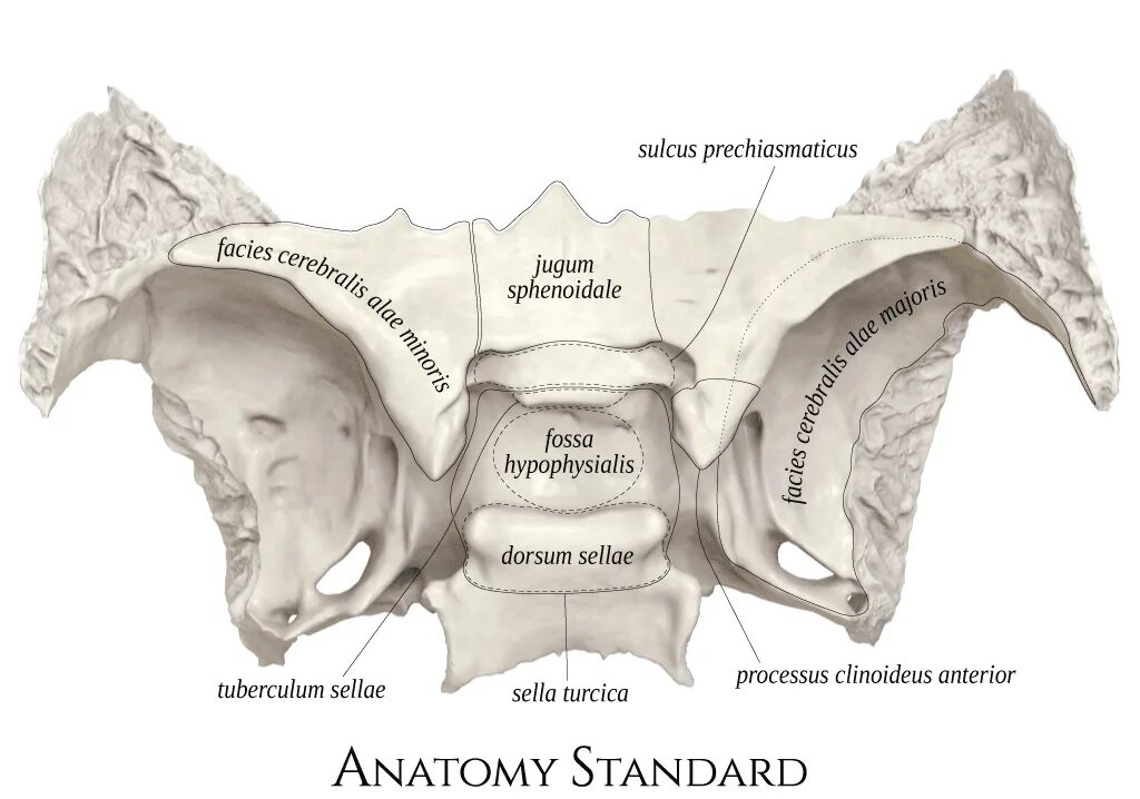 Турецкие седло кость. Клиновидная кость кость анатомия. Клиновидная кость черепа анатомия. Клиновидная (os sphenoidale). Сонная борозда клиновидной кости.