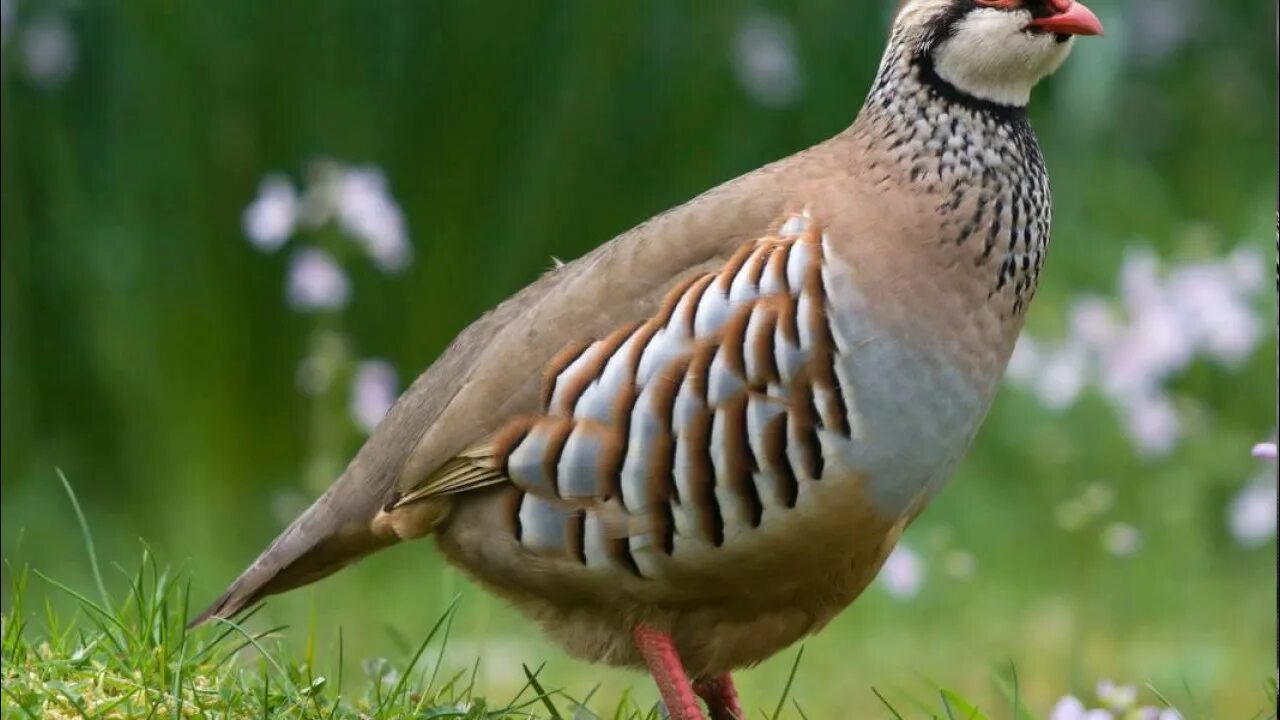 National bird. Кеклик каменная куропатка. Горная куропатка кеклик. Чукарская куропатка. Куропатка Среднеазиатская куропатка.