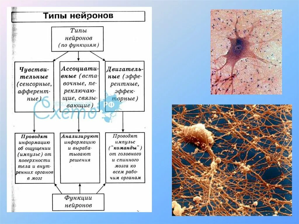 Нервная ткань строение и классификация нейронов. Нервная ткань строение нейрона таблица. Нервная ткань Нейрон строение и функции таблица. Основный функции нейрона.