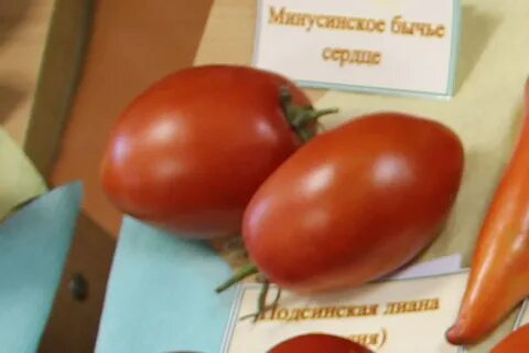 Сорт томата подсинское чудо
