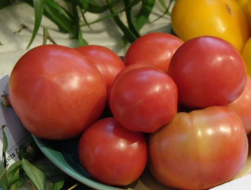 Томат сорт лев минусинский. Одат томат f1 описание. Томат лев характеристика и описание сорта. Томат король сибири. Помидор минусинский лев.