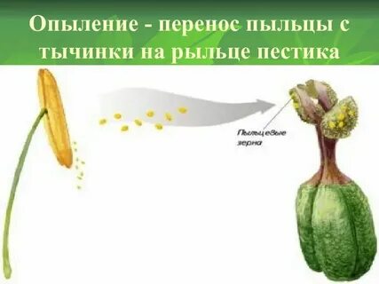 Опыление елей