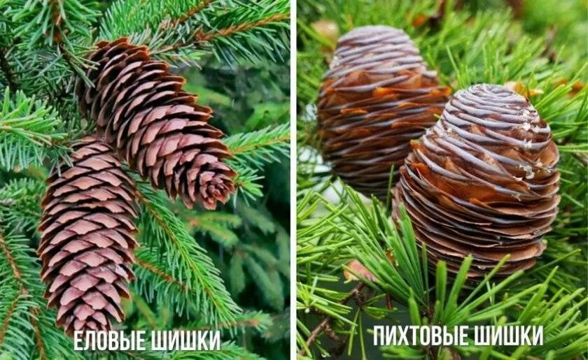 Как отличить пихту