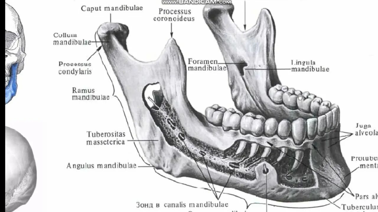 Нижняя челюсть, mandibula строение. Нижняя челюсть анатомия Синельников. Альвеолярный гребень нижней челюсти. Mandibula анатомия. Челюсть на английском