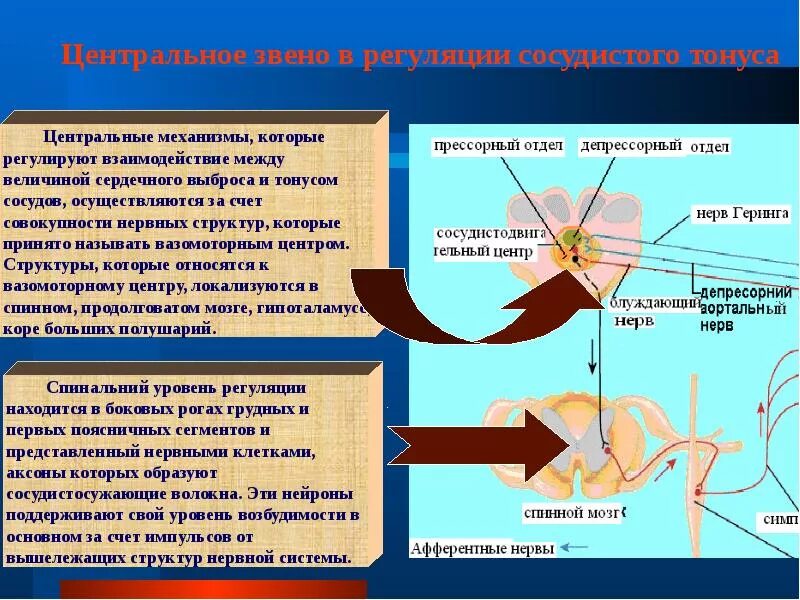 Центральная регуляция сосудистого тонуса. Центральные механизмы регуляции кровообращения. Нервная регуляция сосудистого тонуса. Центральные механизмы регуляции сосудистого тонуса.. Где центр безусловно рефлекторной регуляции кровяного