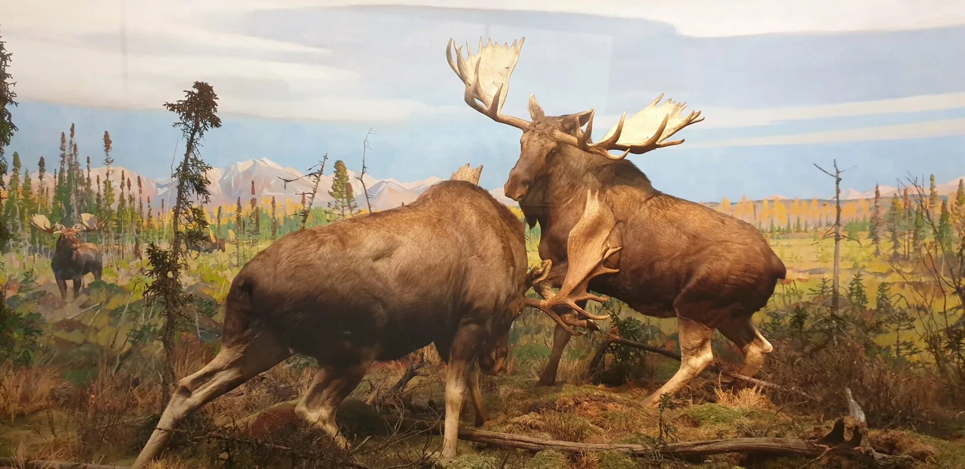 Вапити (cervus canadensis. К чему снится лось. Лось ленинградский зоопарк. Лось снился. Интересные факты о лосях.