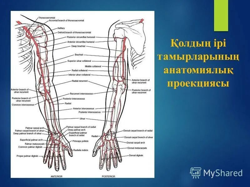 схема артериального кровотока верхней конечности. схема кровоснабжения верхней конечности. артерии верхней конечности анатомия схема. кровеносная система верхней конечности. схема кровоснабжения верхней конечности.