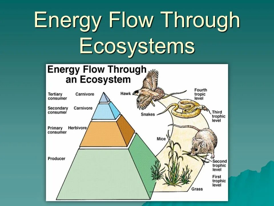 Flow through. Flow through