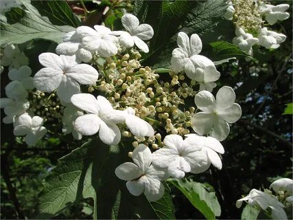 Крупные соцветия