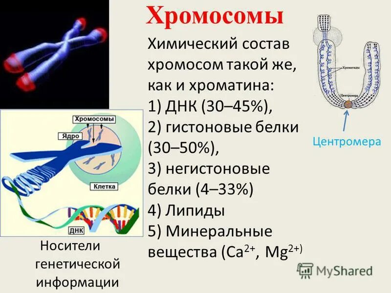 Днк входящая в состав хромосом