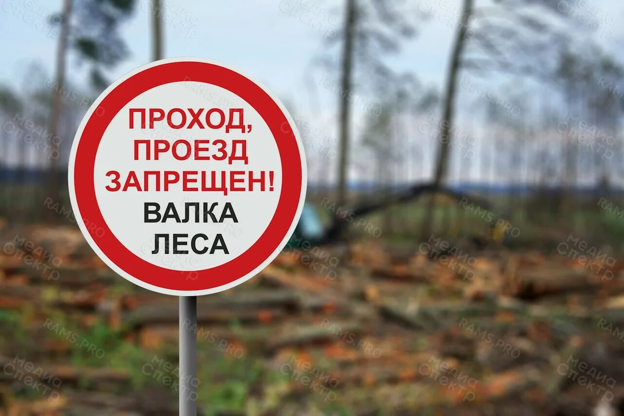 При валке деревьев запрещается