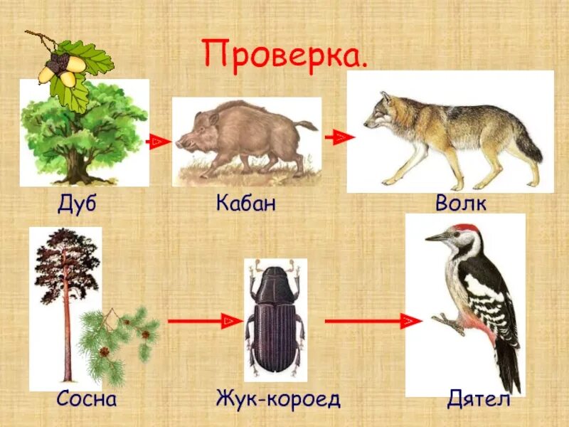 Проверочная работа кто что ест 3 класс