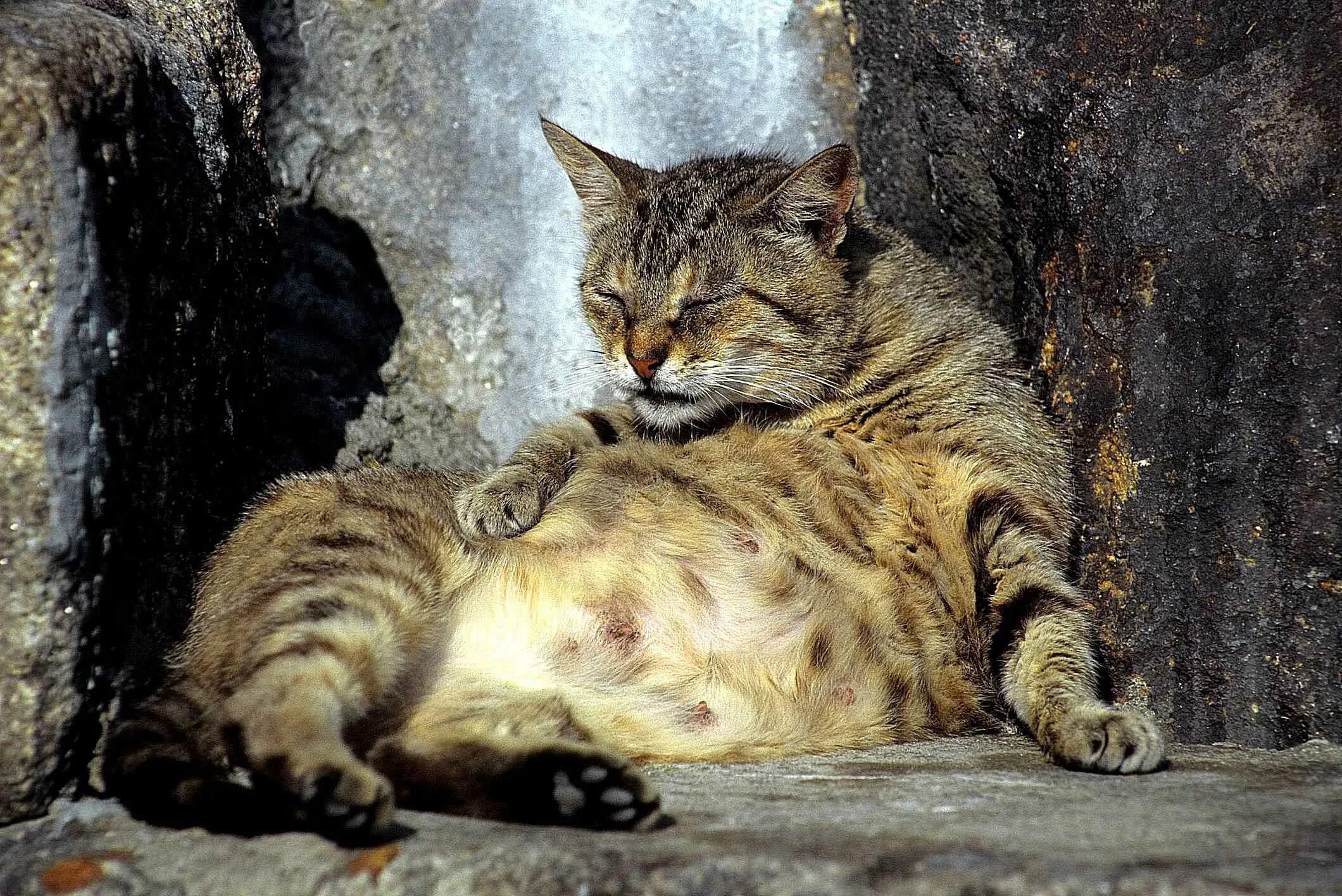 Домашняя кошка с котятами. К чему снится рождение кошек. Кот шашан сфинкс. Многодетная кошка. Кошка родила много котят.