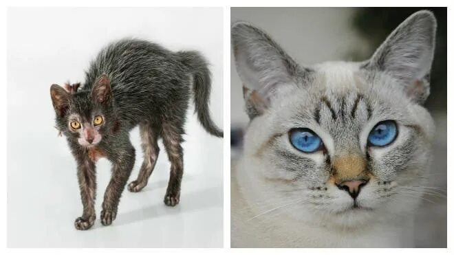 Гипоаллергенные кошки. Гипоаллергенная порода кошек. Породы безаллергенных кошек. Безаллергенная кошка порода.