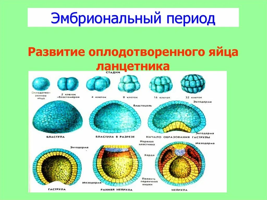 Онтогенез книги. Этапы развития ланцетника эмбрионального развития. Онтогенез бластула гаструла. Первый этап эмбрионального развития ланцетника. Начальные этапы эмбрионального развития ланцетника.