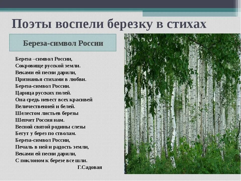 Стихотворение березовый лес