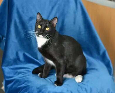 Коты маркизы