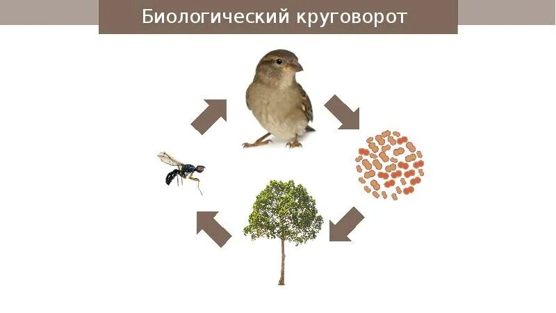 Составьте пищевую цепь гусеницы синицы сосны коршуны
