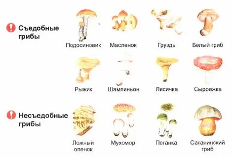 Какие съедобные грибы можно есть