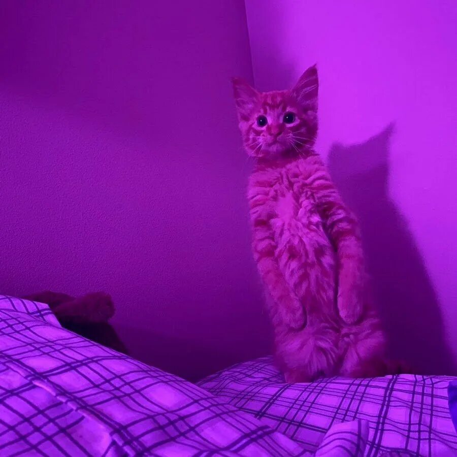 Фиолетовый кот из попи. Фиолетовый кот. Фиолетовые коты. Фиолетовая кошка. Фиолетовый котенок.