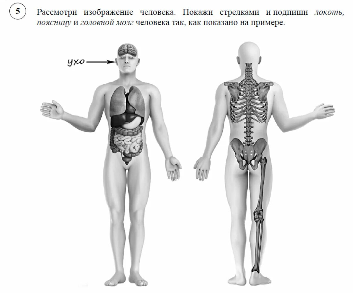 Кости человека 4 класс окружающий мир. Строение тела. Тело человека. Рассмотрим изображение человека покажи стрелками. Изображение человека ВПР.