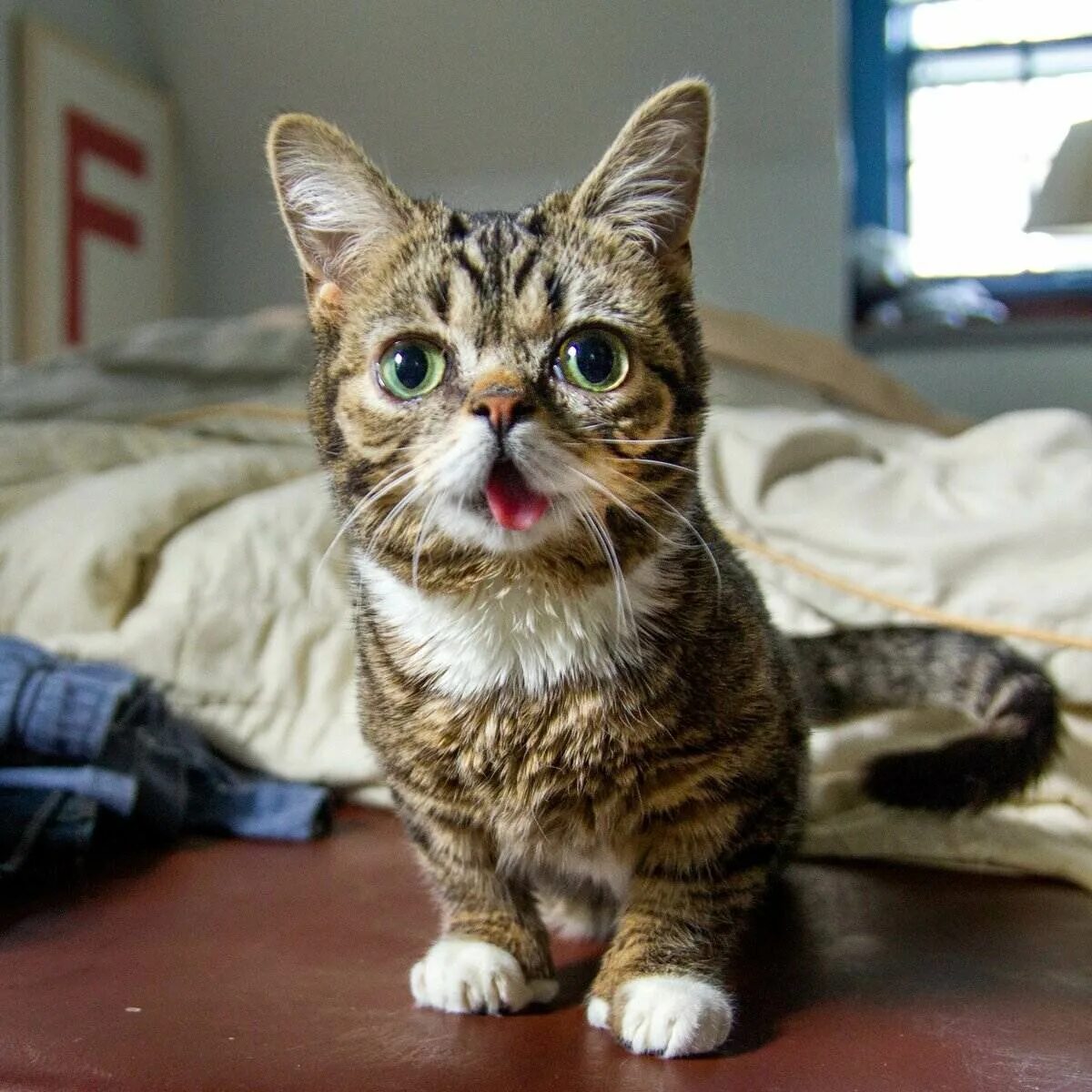 Какого кота лучше