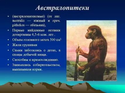 Австралопитек образ жизни особенности строения таблица